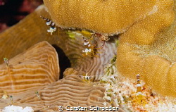 found near an anemone photo taken by a Nikon D200 60 mm m... by Carsten Schroeder 